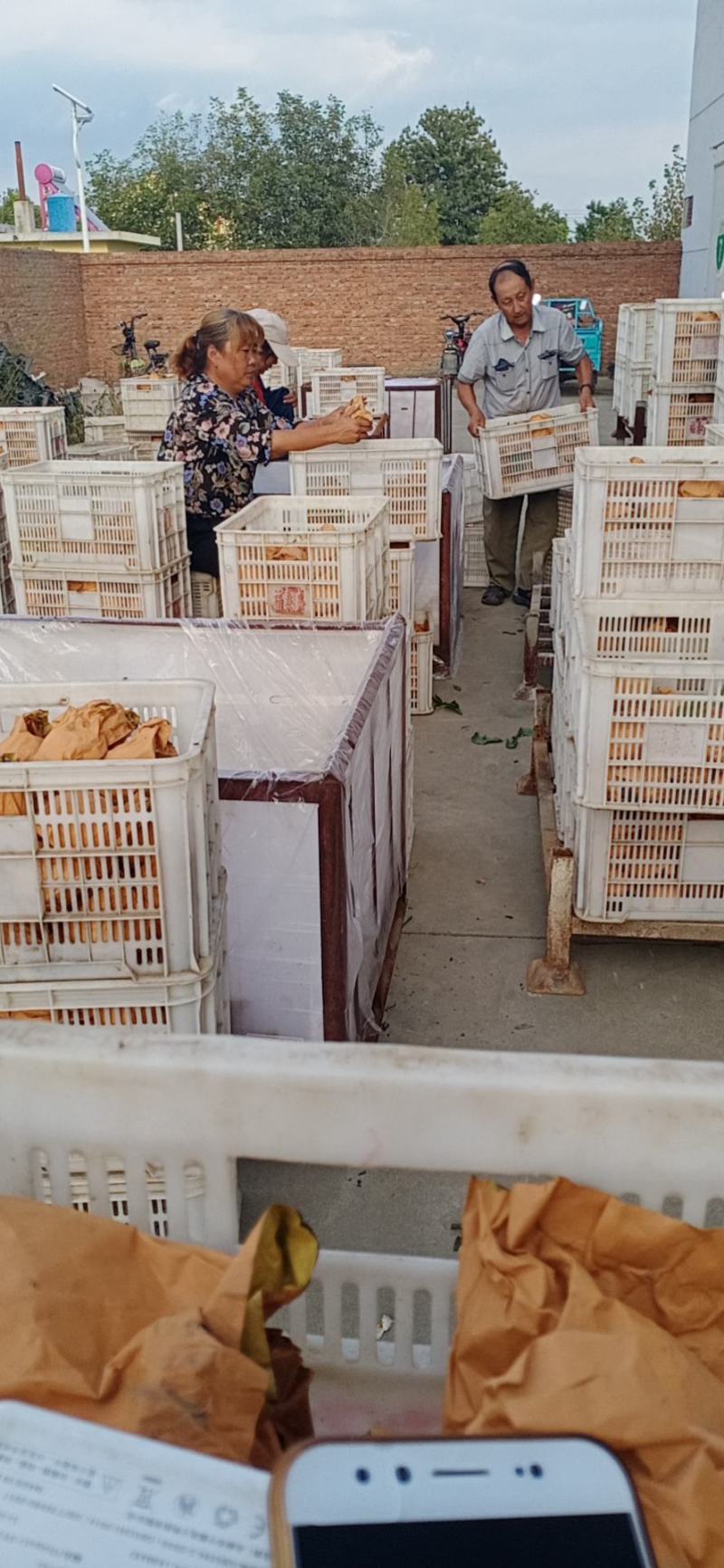 绿黄金梨产地莱阳，莱西