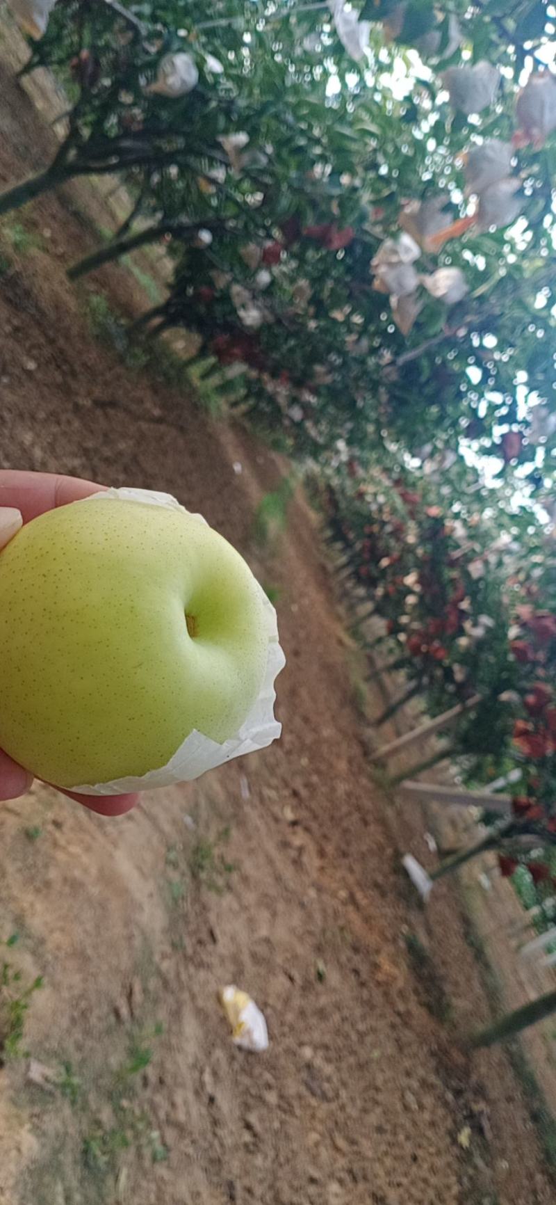 绿黄金梨产地莱阳，莱西