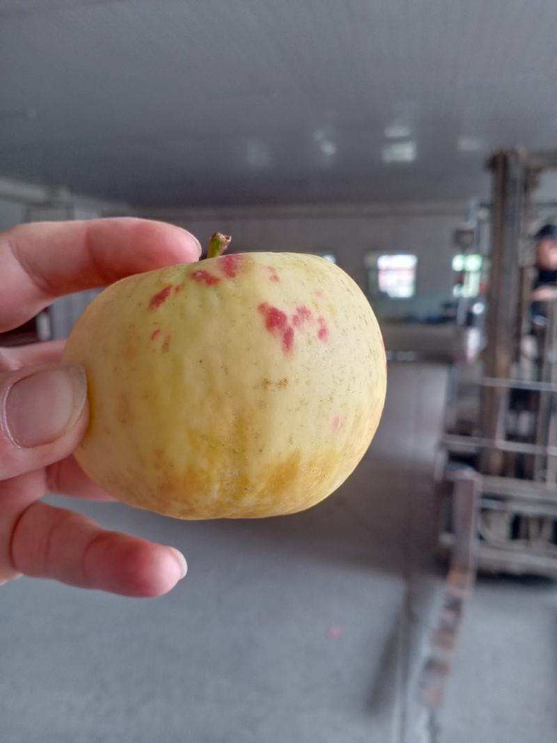 奶油富士产地莱阳，大量有货