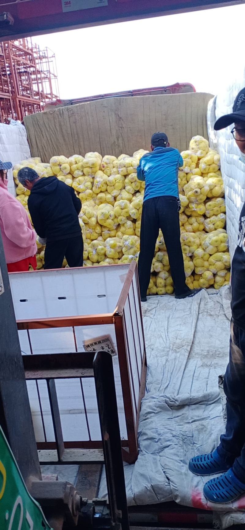 奶油富士产地莱阳，大量有货