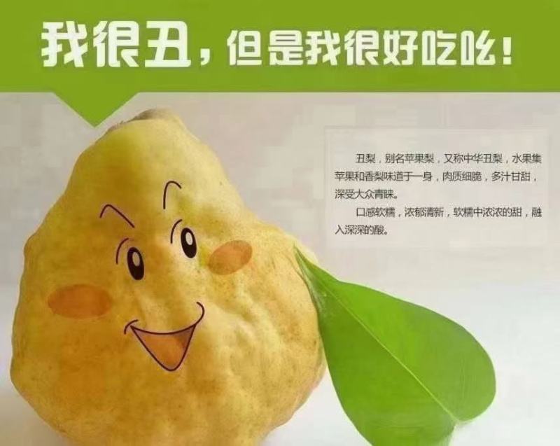 丑梨大量现货，欢迎各地新老朋友