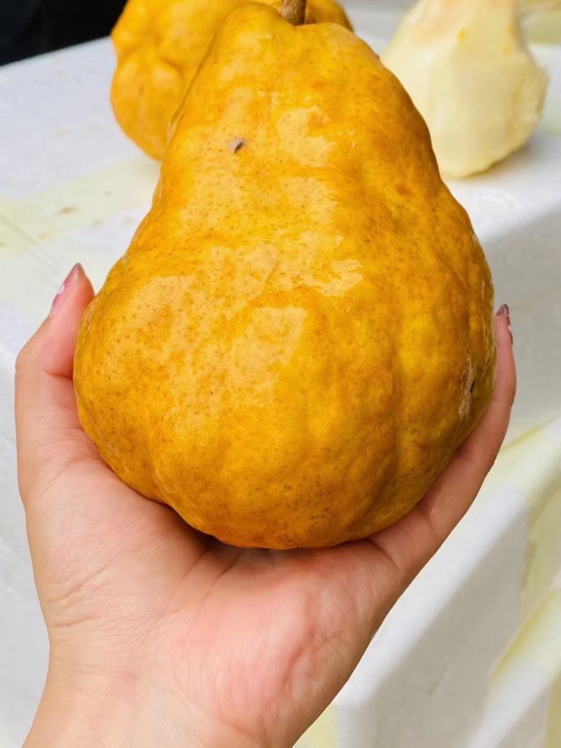 丑梨大量现货，欢迎各地新老朋友