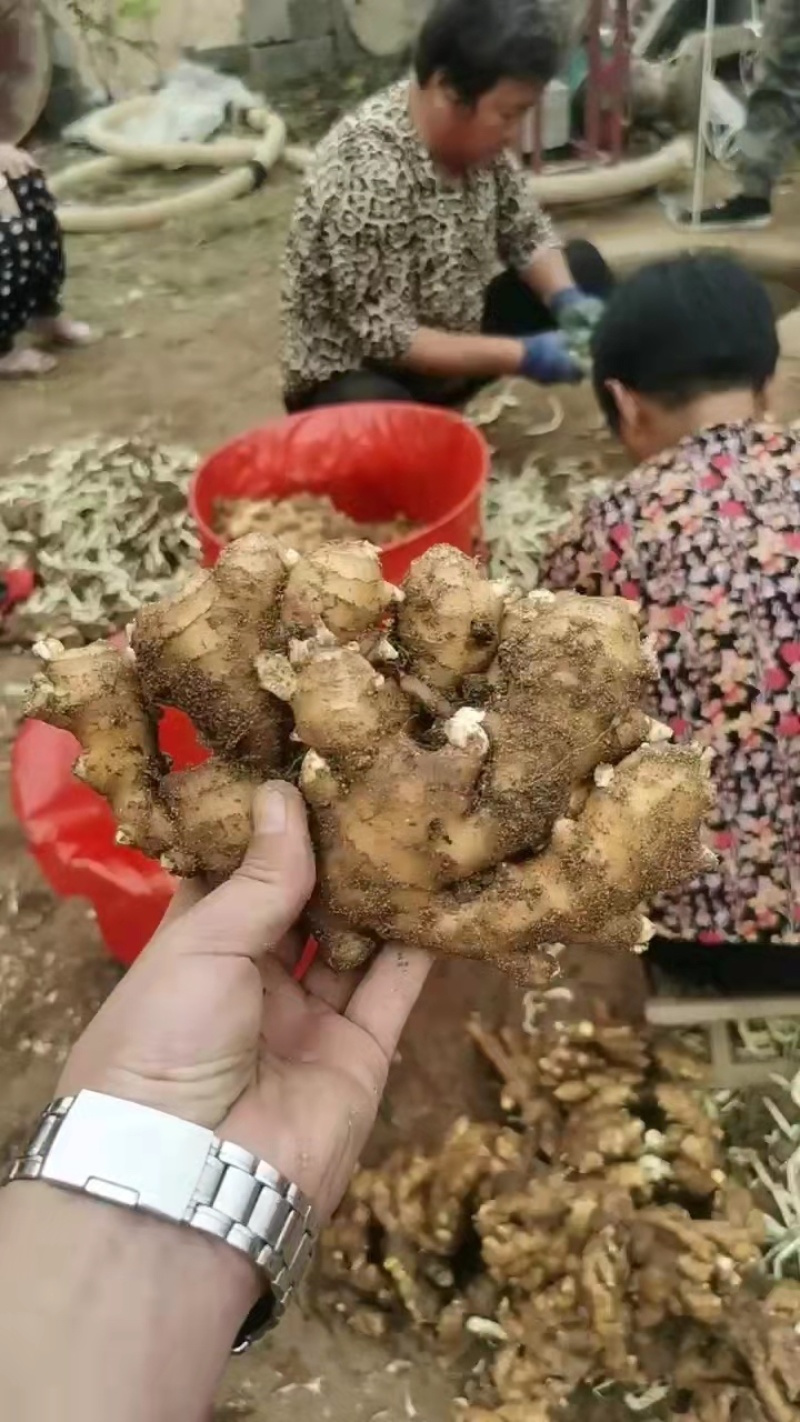 湖南大黄姜生姜产地批发质廉价优坏烂包赔全国发货