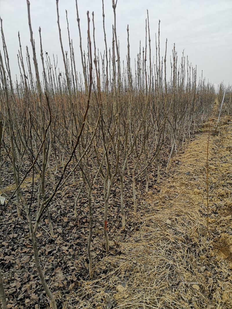 秋月山农酥梨树苗基地现起1公分3公分梨树苗