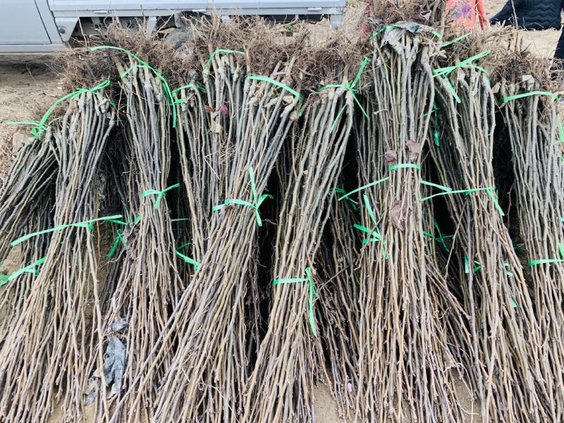 秋月山农酥梨树苗基地现起1公分3公分梨树苗