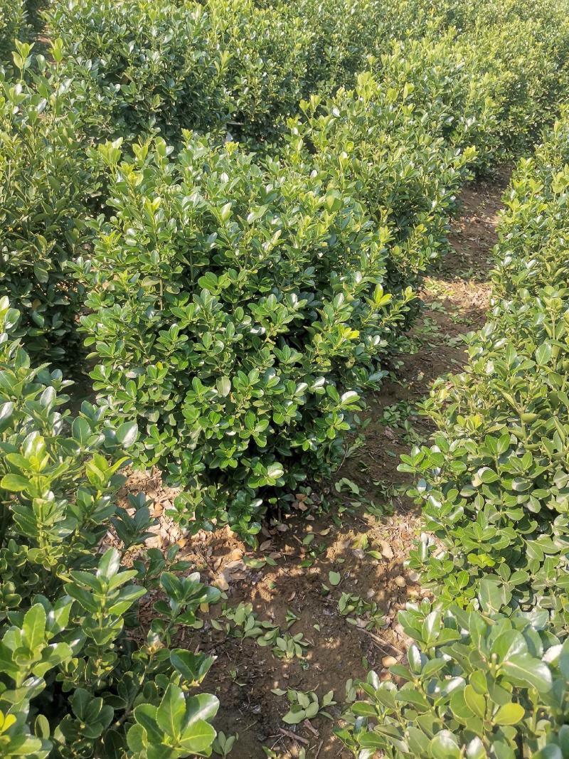 大叶黄杨球冬青球自产自销大量供应欢迎实地考察
