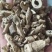 白鲜皮中药材批发白鲜皮质量保证量大从优