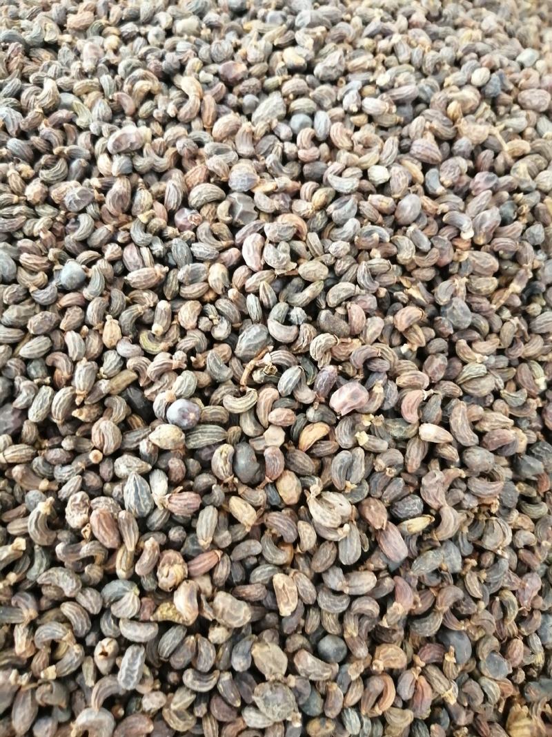 女贞子中药材女贞子野生无硫无添加经营各种规格中药材
