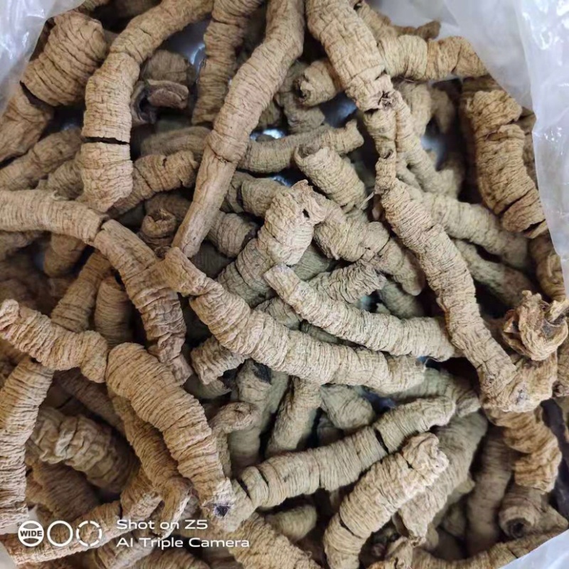 巴戟天大肉一手货源抽芯生晒中药材优质干货大量现货批发零售