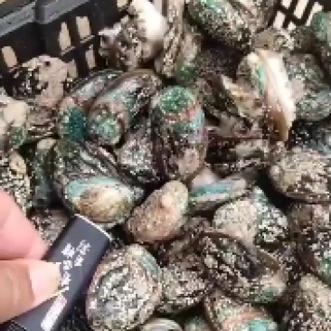鲍鱼