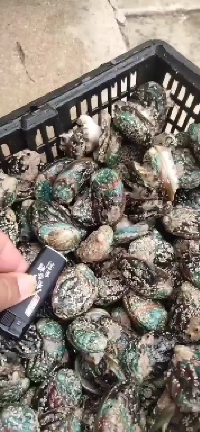 鲍鱼