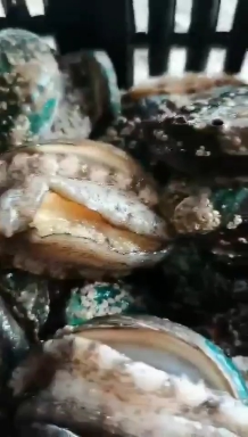 鲍鱼
