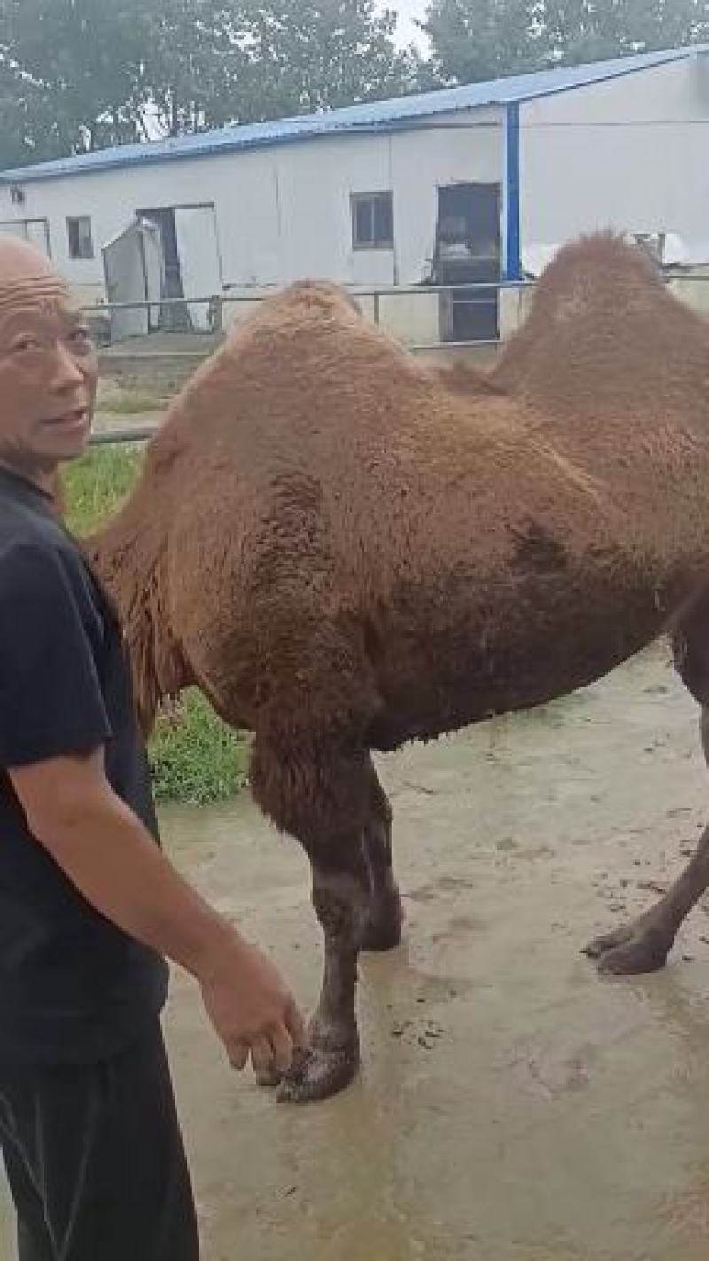 自养自销乘骑骆驼，观赏骆驼，拍照骆驼，欢迎大家前来选购。
