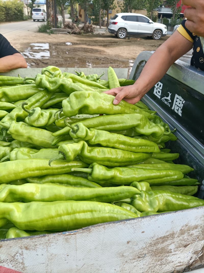 尖椒黄皮尖椒9月份大量上市欢迎新老客户前来选购