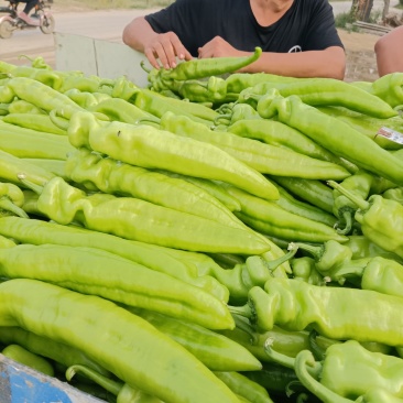 尖椒黄皮尖椒9月份大量上市欢迎新老客户前来选购