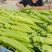 尖椒黄皮尖椒9月份大量上市欢迎新老客户前来选购