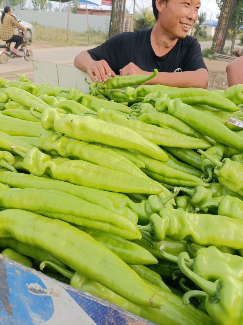 尖椒黄皮尖椒9月份大量上市欢迎新老客户前来选购