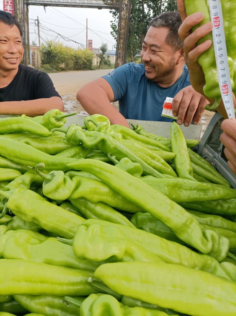 尖椒黄皮尖椒9月份大量上市欢迎新老客户前来选购