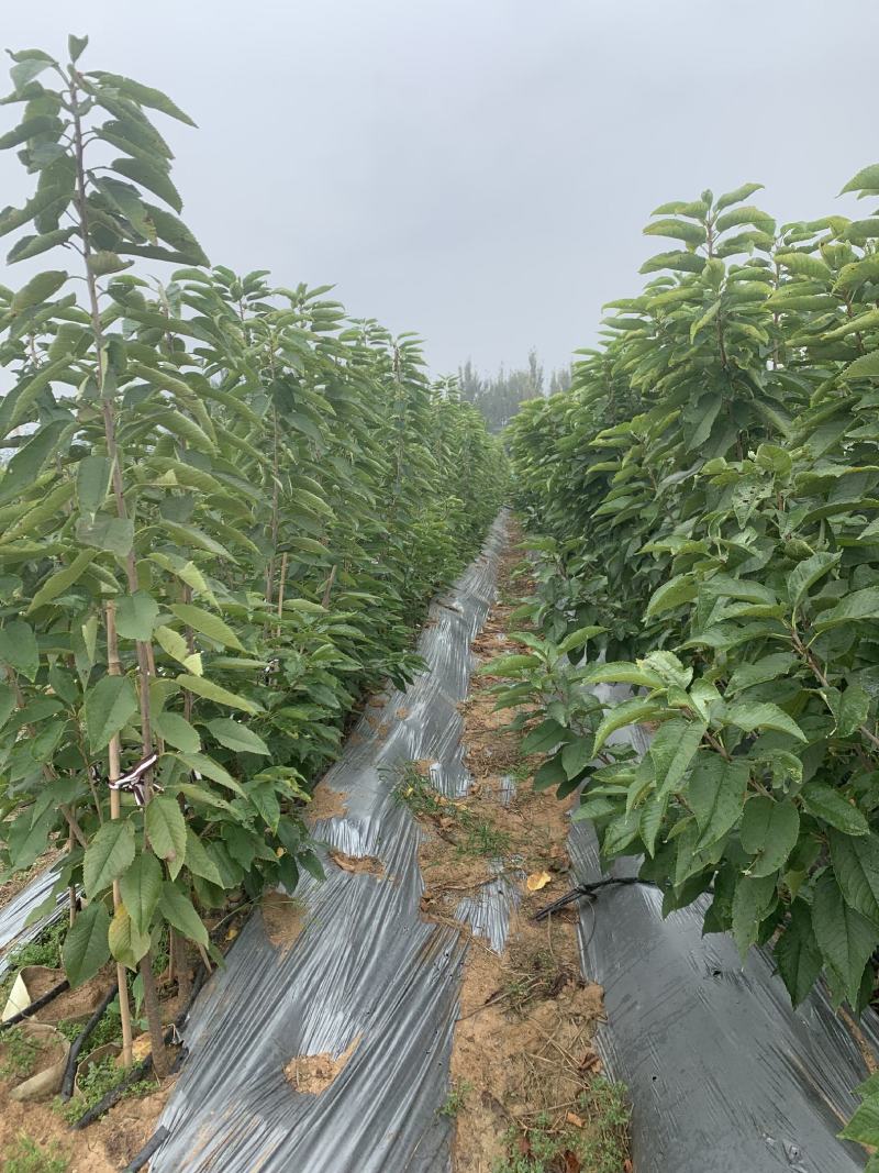 车厘子苗塔玛拉樱桃苗科迪亚樱桃苗加拿大巨人樱桃苗
