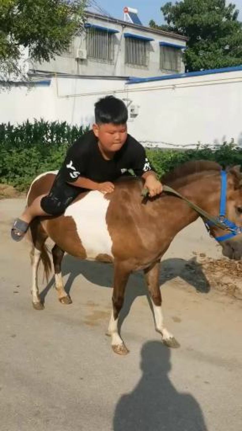 自养自销乘骑矮马，半血马，纯血马，欢迎各位老板前来选购。