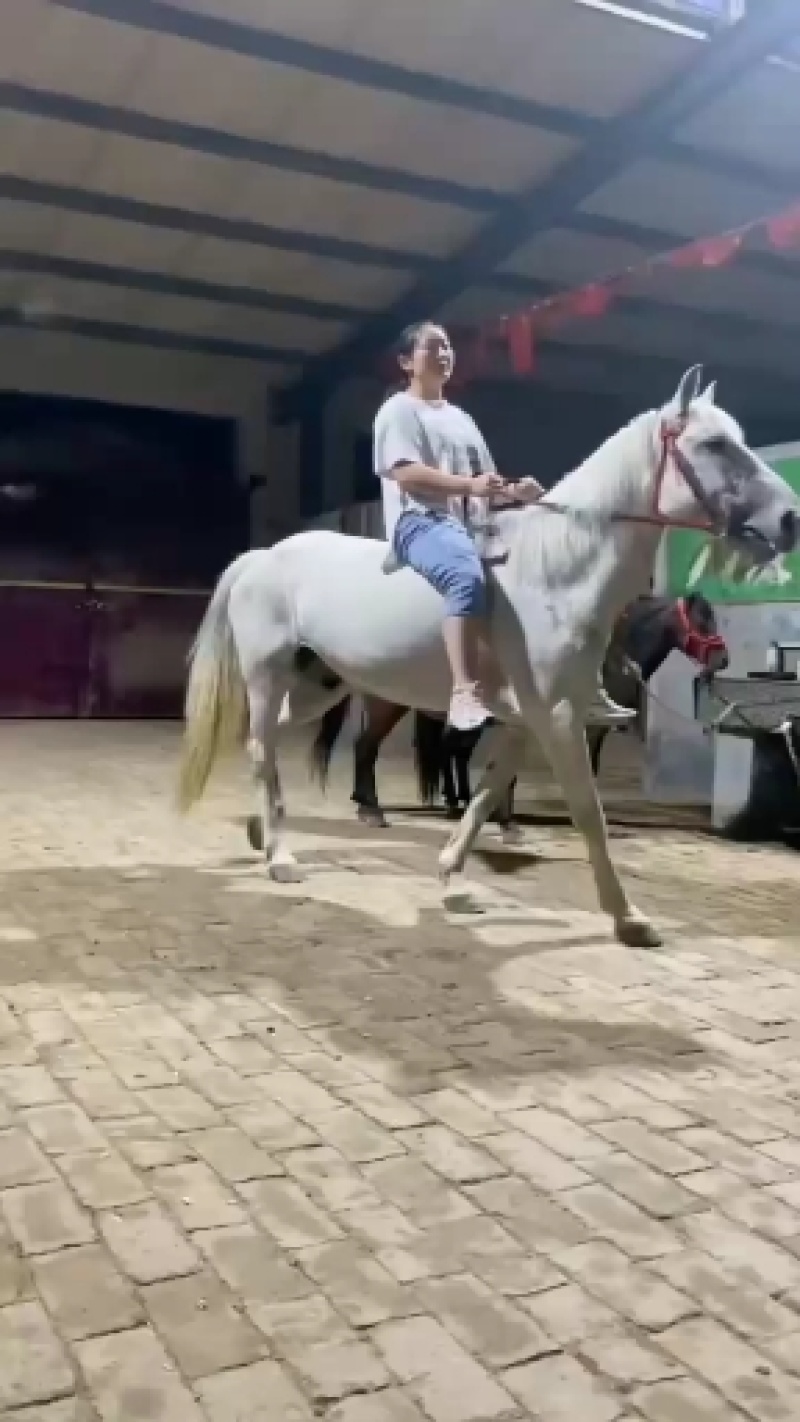 自养自销乘骑矮马，半血马，纯血马，欢迎各位老板前来选购。
