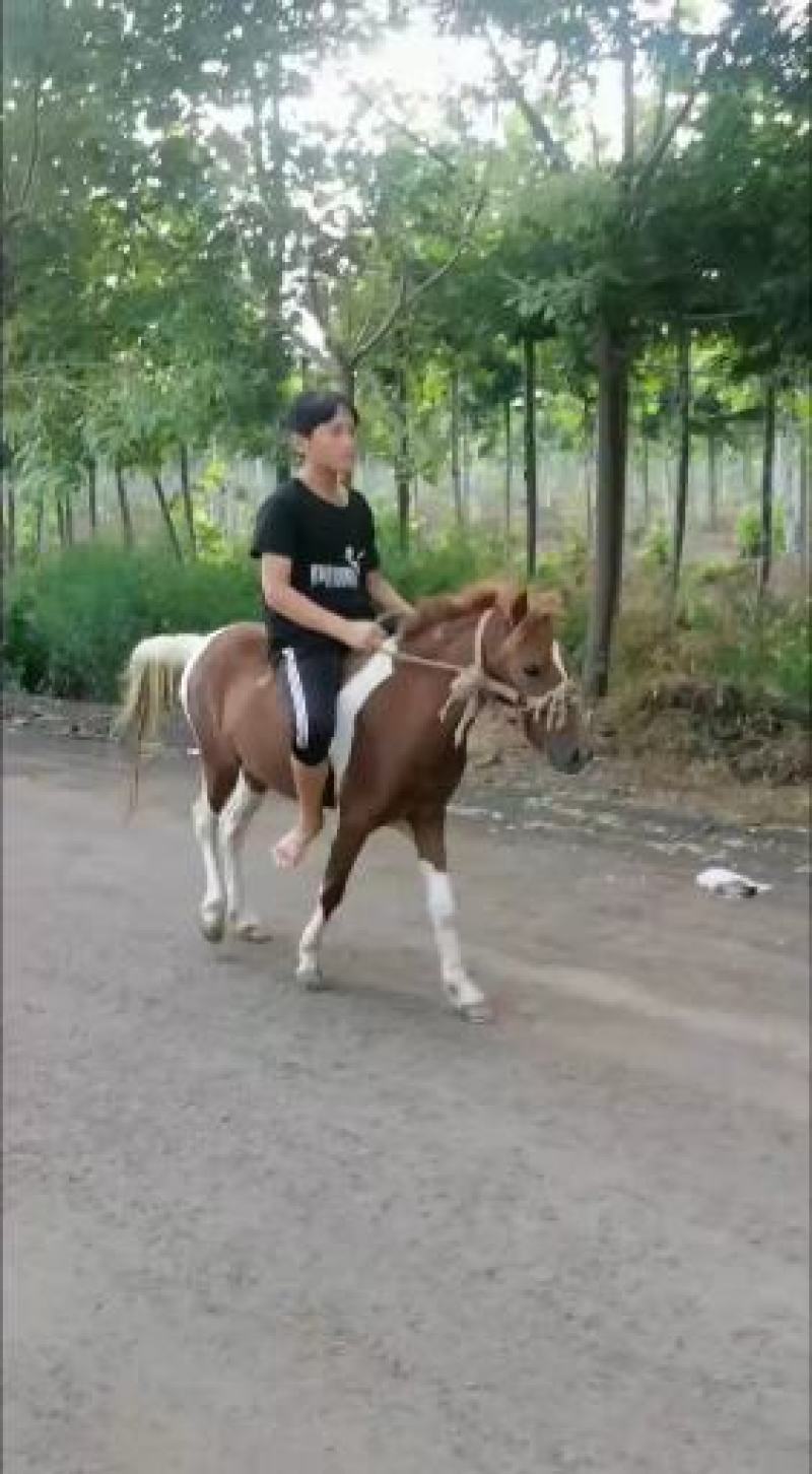自养自销乘骑矮马，半血马，纯血马，欢迎各位老板前来选购。