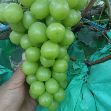 阳光玫瑰