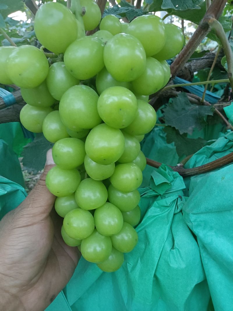 阳光玫瑰