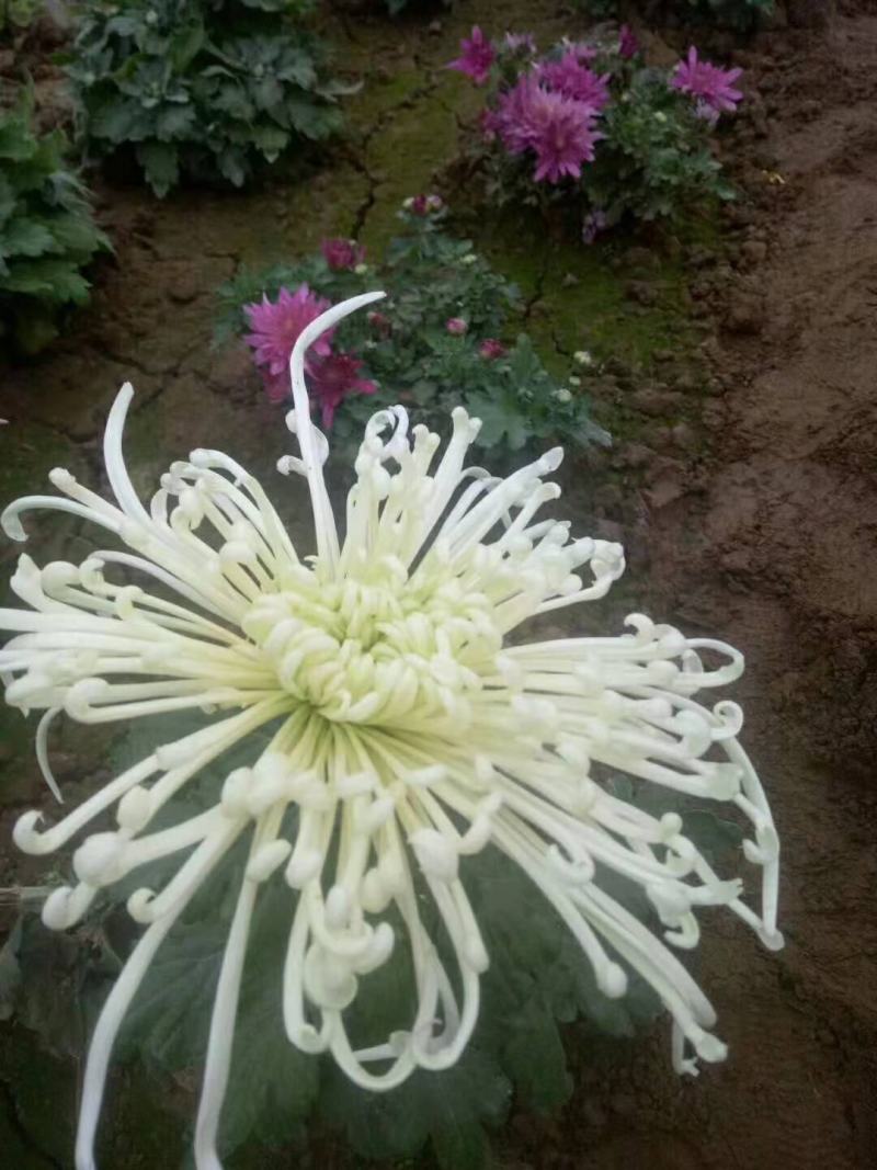 菊花盆栽，国庆菊，千头菊，大菊，摆花卉盆栽种植