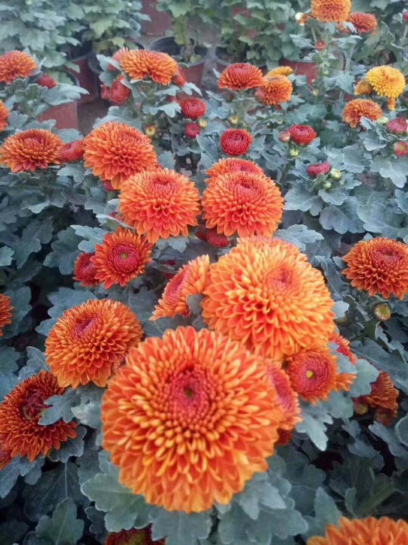 菊花盆栽，国庆菊，千头菊，大菊，摆花卉盆栽种植