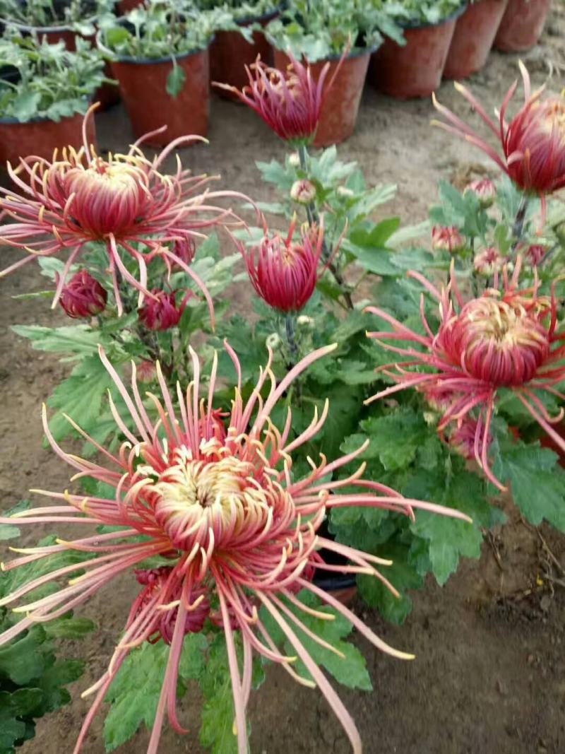 菊花盆栽，国庆菊，千头菊，大菊，摆花卉盆栽种植