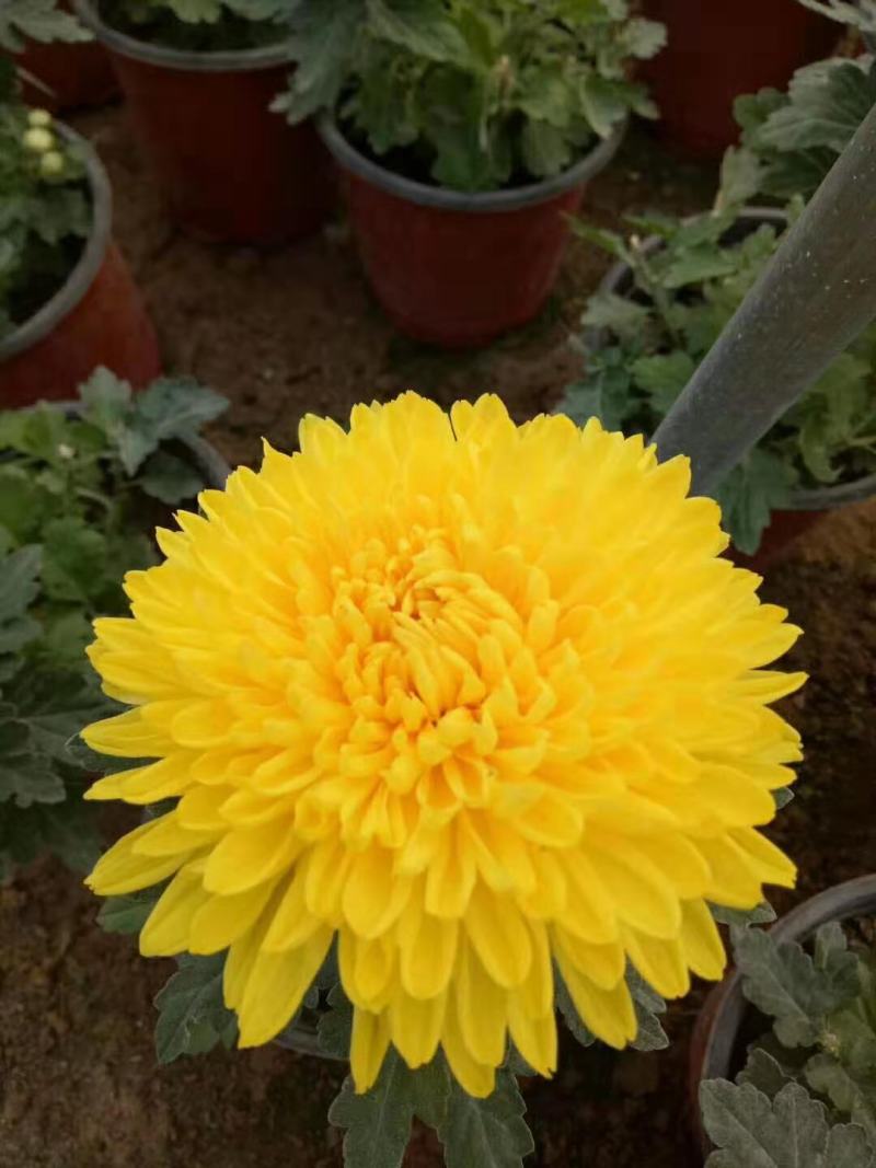 菊花盆栽，国庆菊，千头菊，大菊，摆花卉盆栽种植