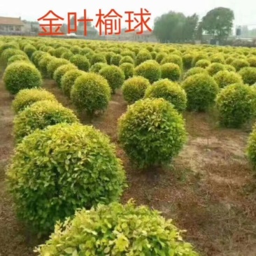 河北金叶榆球,河北金叶榆球直销