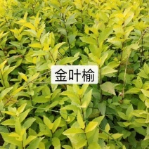 河北从生金叶榆，金叶榆杯苗基地厂家直销