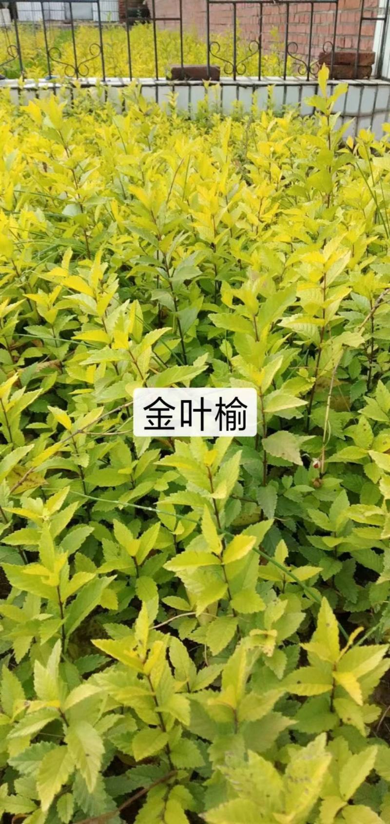 河北从生金叶榆，金叶榆杯苗基地厂家直销