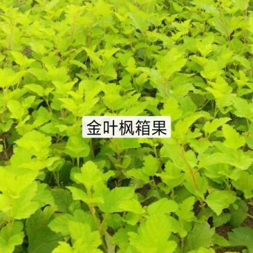 河北金叶风箱果，紫叶风箱果