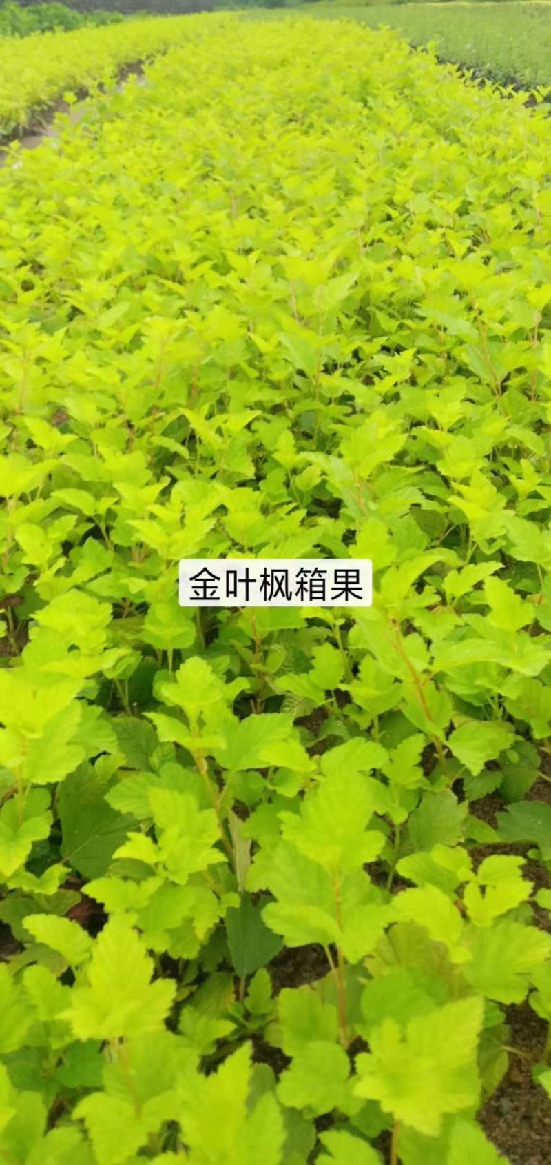 河北金叶风箱果，紫叶风箱果