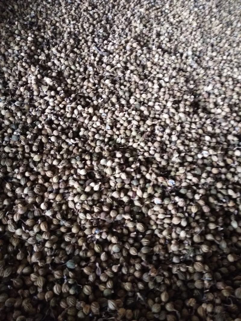 香砂(产地一手货源)批发零售均可，支持一件发货