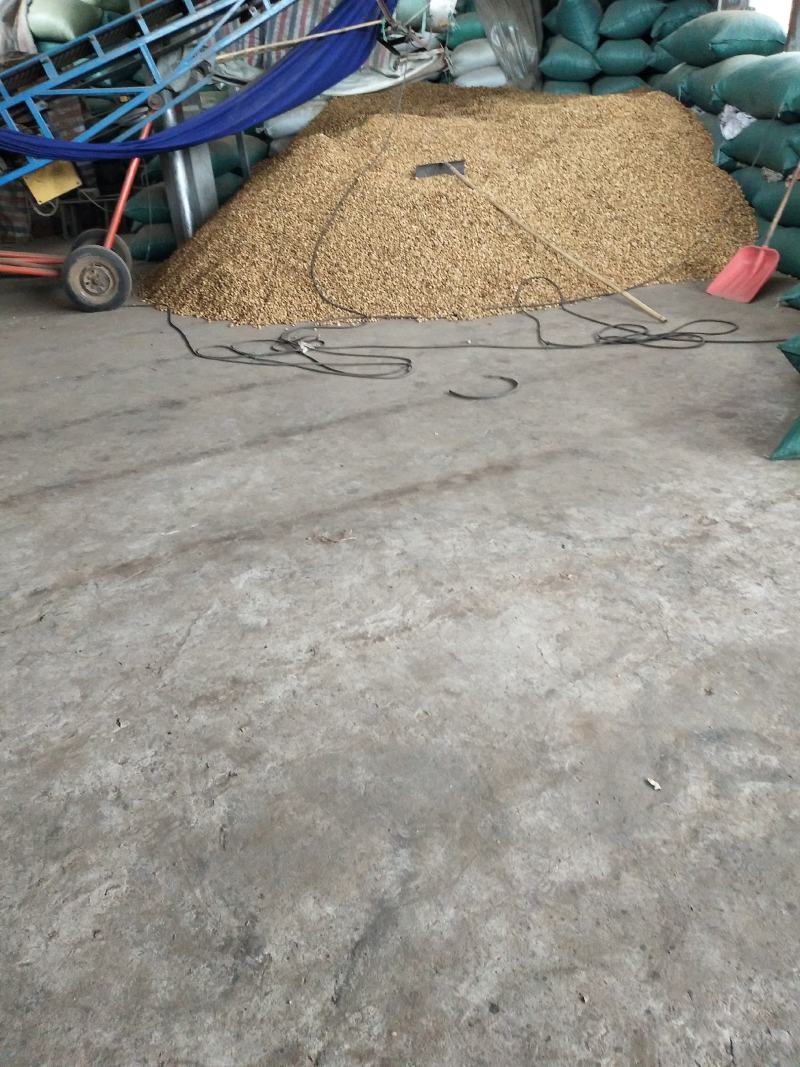 香砂(产地一手货源)批发零售均可，支持一件发货