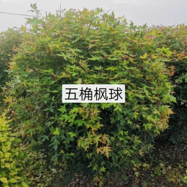 河北五角枫球,河北五角枫球基地