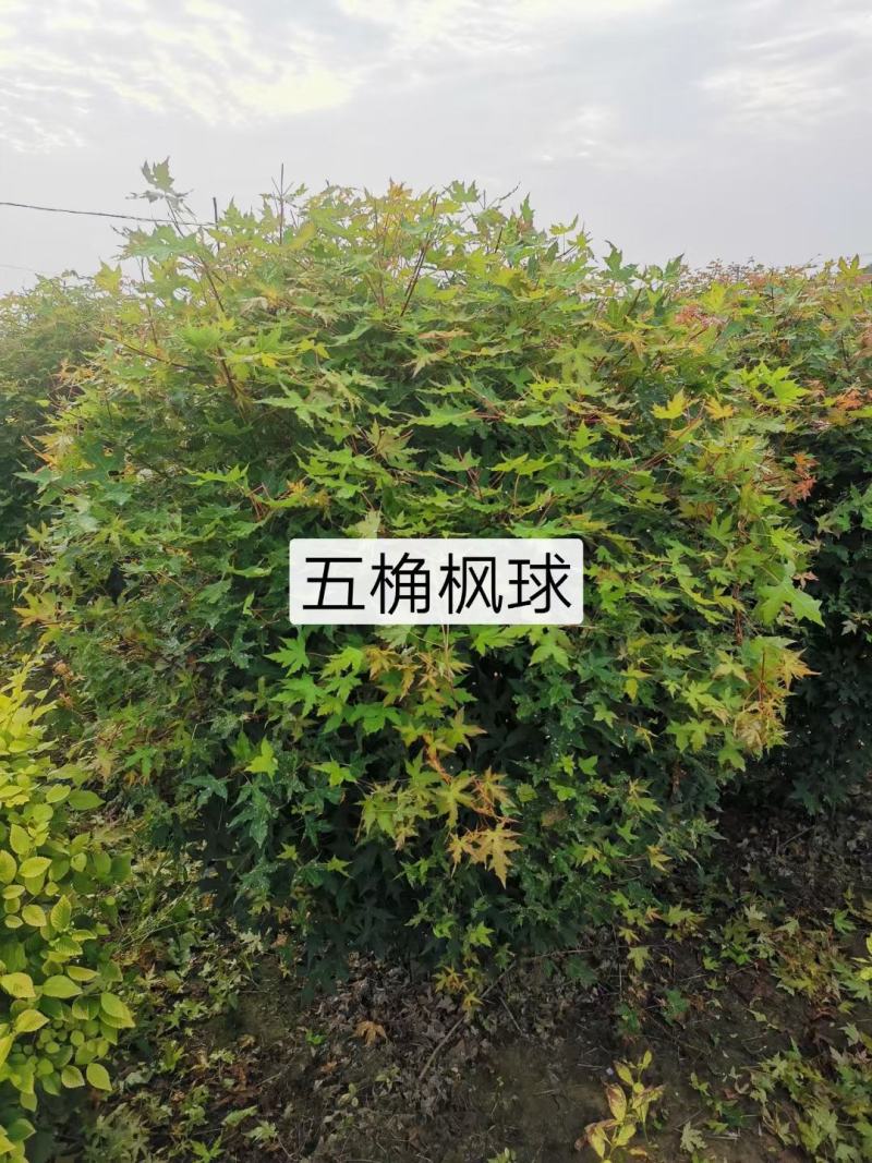 河北五角枫球，河北五角枫球基地