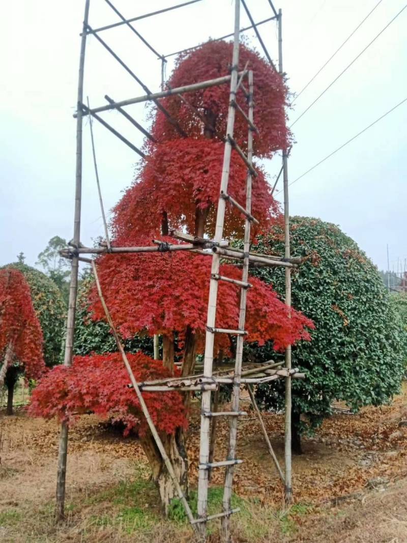 广西红枫