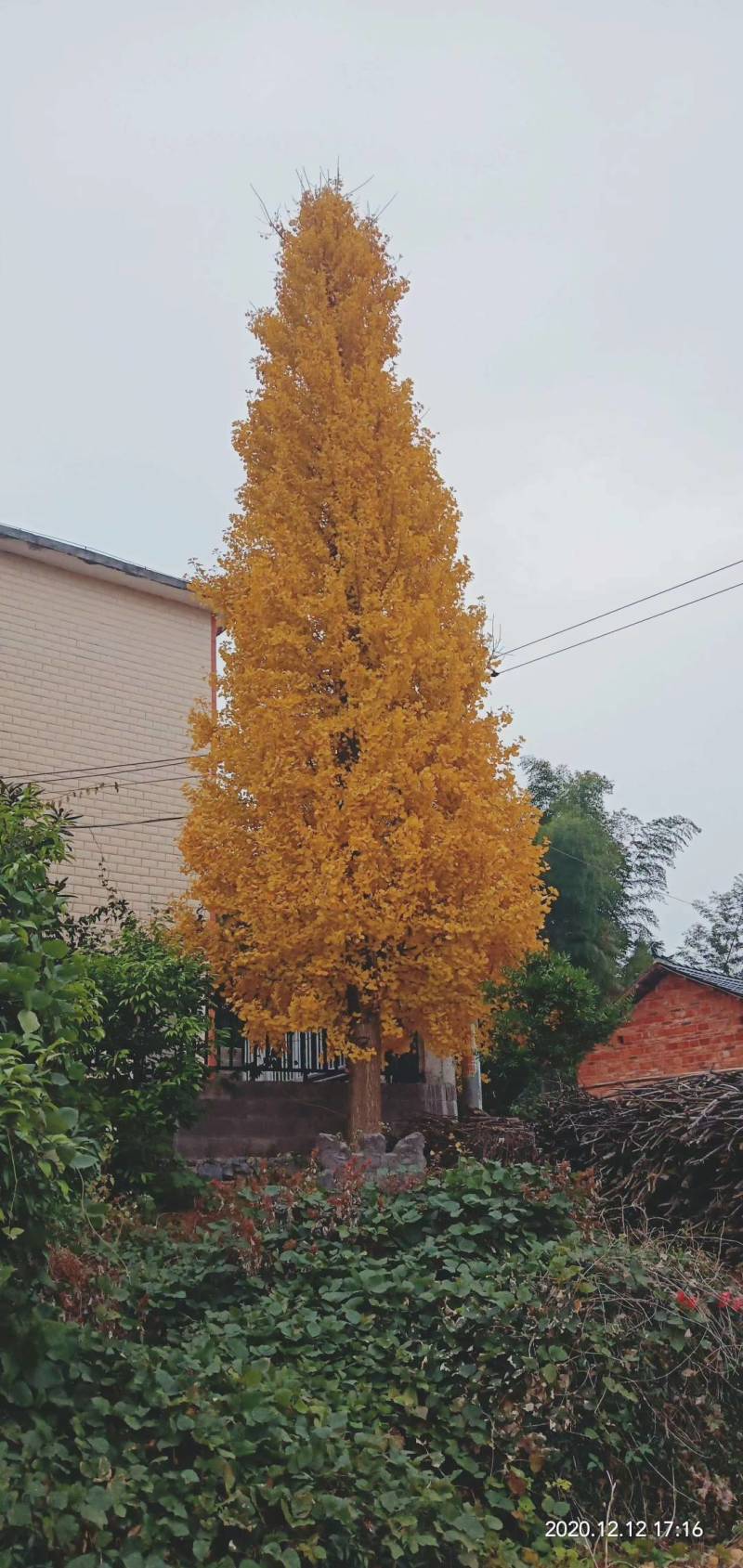 广西银杏