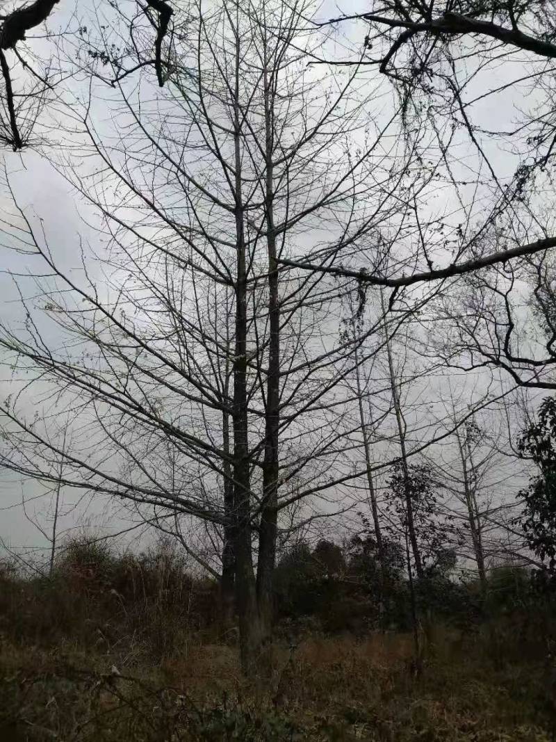 广西银杏