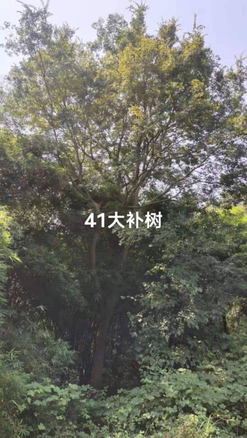 广西扑树