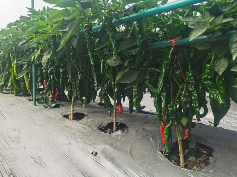 晨峰大黑优皮薄香辣味浓坐果能力强品质保证厂家发货