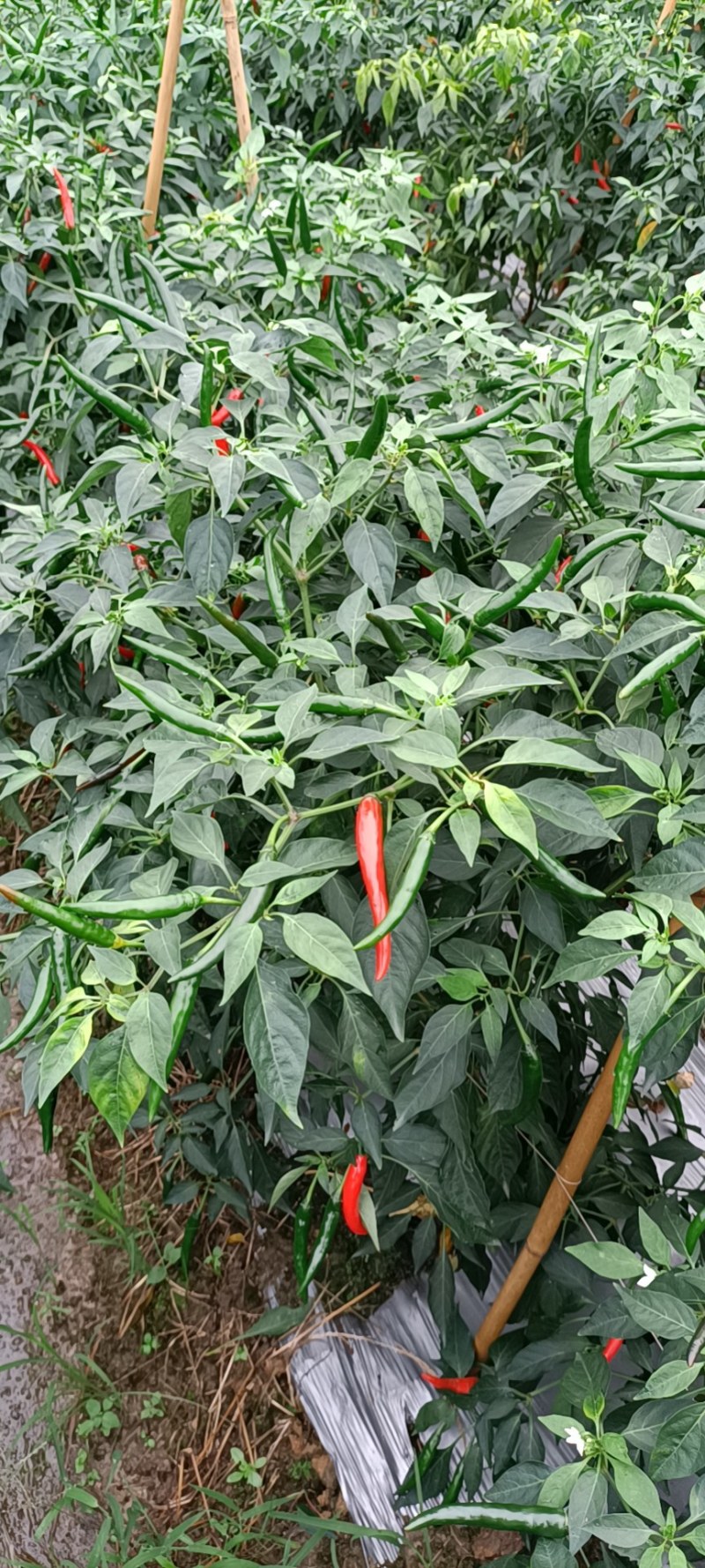 富农一号大果型朝天椒，青红两用，硬度好，长势旺盛，抗病