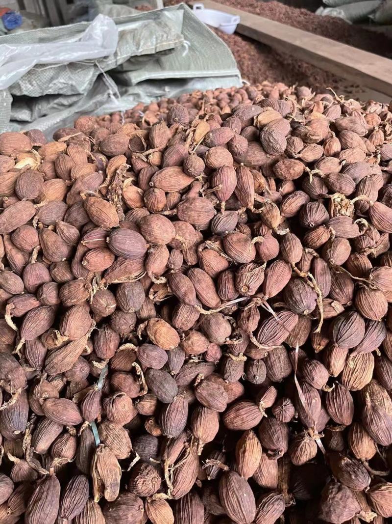 正宗云南草果草果粉卤肉炖肉香料烧烤调料麻辣烫火锅底料