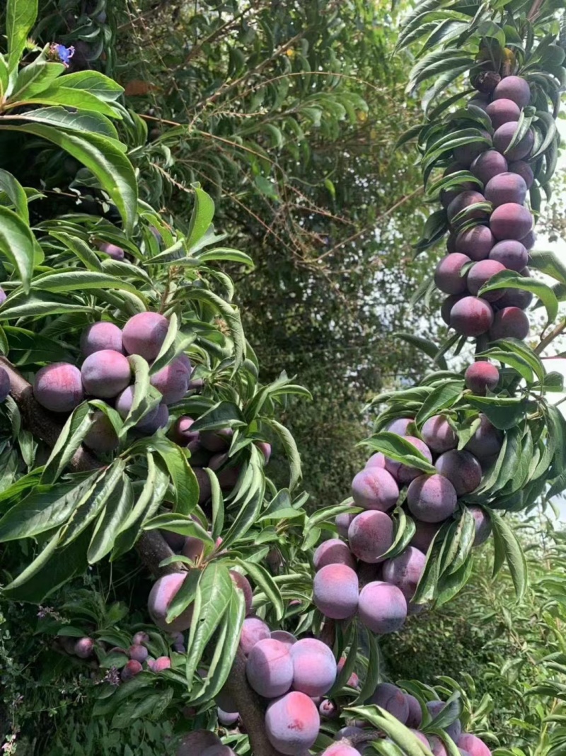 脆红李子和蜂糖李子味道很甜，是脆甜口味的，