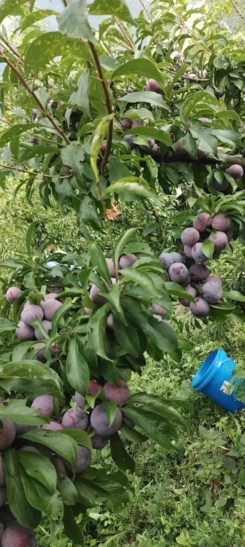 脆红李子和蜂糖李子味道很甜，是脆甜口味的，
